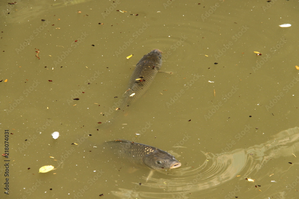 Fototapeta premium Carpes dans un bassin, jardin des plantes à Toulouse, Haute Garonne