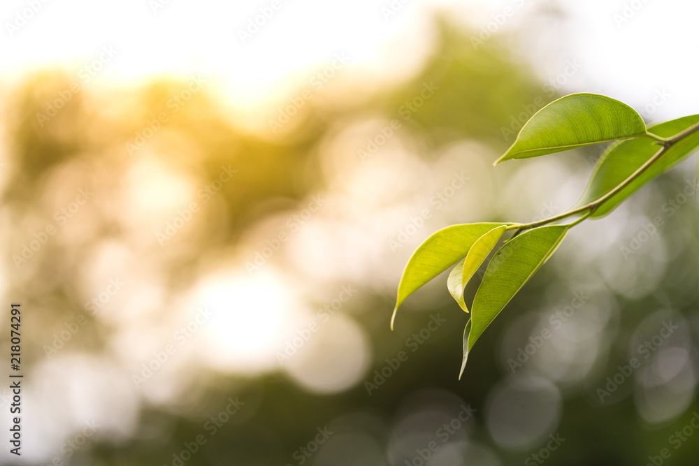 Green leaves background Green leaves background