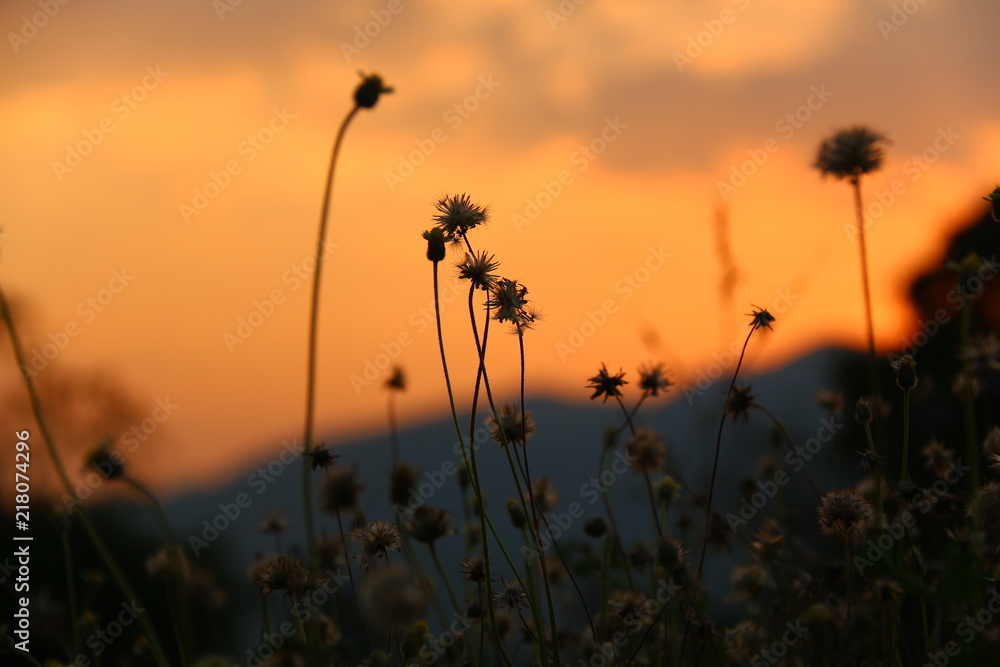 Grass flower with the orange sky, sunset time