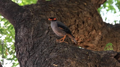 Starling myna (Acridotheres tristis) sits on the trunk of an old tree - Harms the gardens but locust adversary, mock bird - good at learning human language. India
 photo