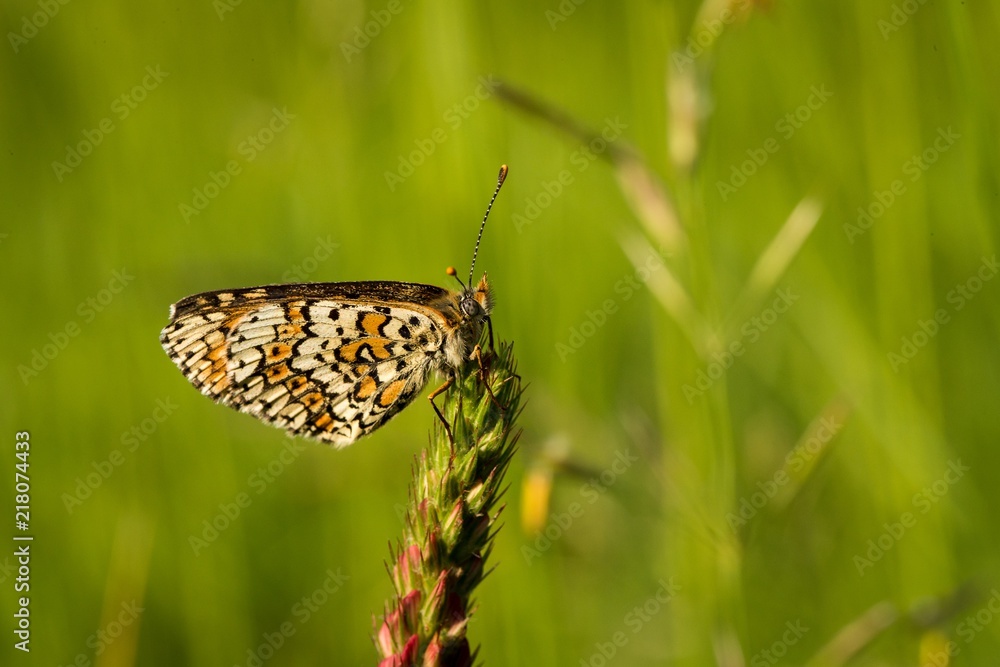 Fototapeta premium Heath Fritillary sitting on the green grass