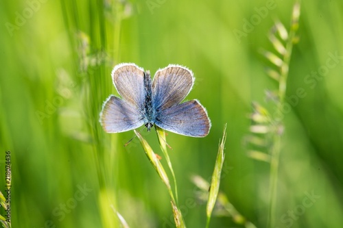 The meadow brown (Maniola jurtina) butterfly © Martin