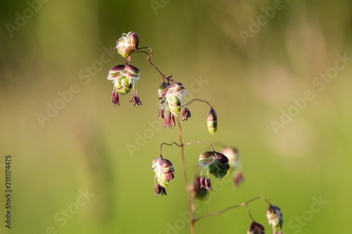 Perennial Common Quaking Grass - Briza media Calcareous Grass