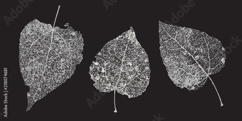 Set of white gray skeletons leaves on a black background. Fallen foliage for autumn designs. Natural leaf aspen and birch. Vector illustration
