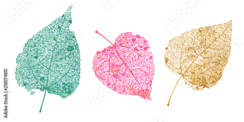 Set of skeletons leaves. Fallen foliage for autumn designs. Natural leaf of aspen and birch. Colored Vector illustration