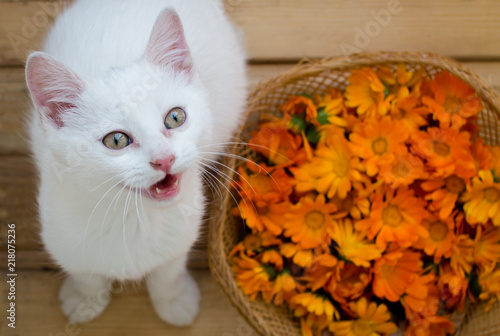 Fototapeta Naklejka Na Ścianę i Meble -  White cat on a wooden background next to flowers.