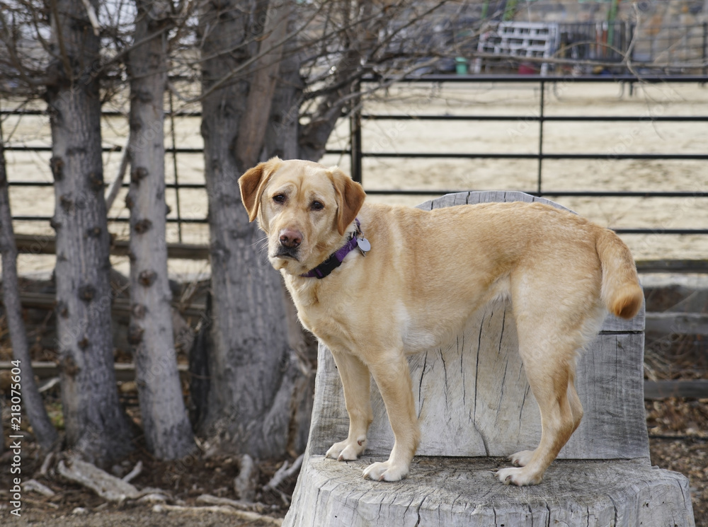 Yellow Labrador Retriever dog standing on a tree stump. Yellow Labrador Retriever dog standing on a tree stump.