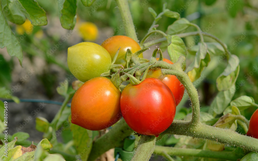 Red Alert tomatoes ripen on a bush tomato plant Red Alert tomatoes ripen on a bush tomato plant