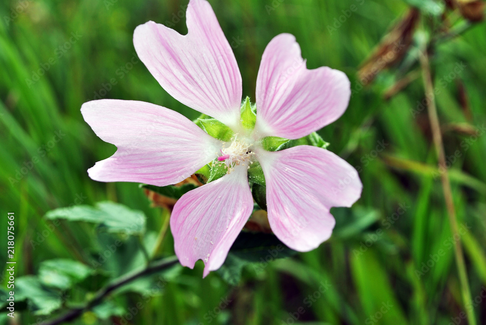 Flower close-up of Malva alcea (greater musk, cut leaved, vervain or hollyhock mallow), on soft blurry green grass bokeh background Flower close-up of Malva alcea (greater musk, cut leaved, vervain or hollyhock mallow), on soft blurry green grass bokeh background