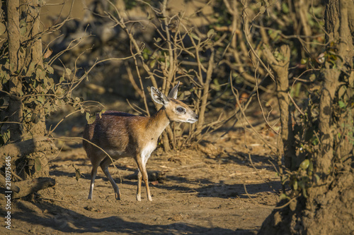 Sharpe grysbok in Kruger National park, South Africa ; Specie Raphicerus sharpei family of Bovidae photo