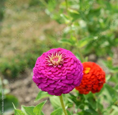 Photography Large pink zinnia flower in summer