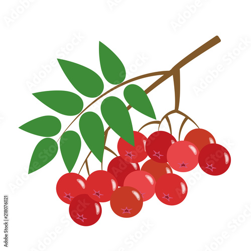 Healthy organic red rowan berry