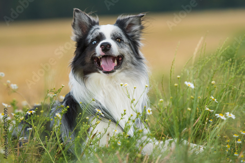 Fototapeta Naklejka Na Ścianę i Meble -  Border Collie liegt in einer Blumenwiese