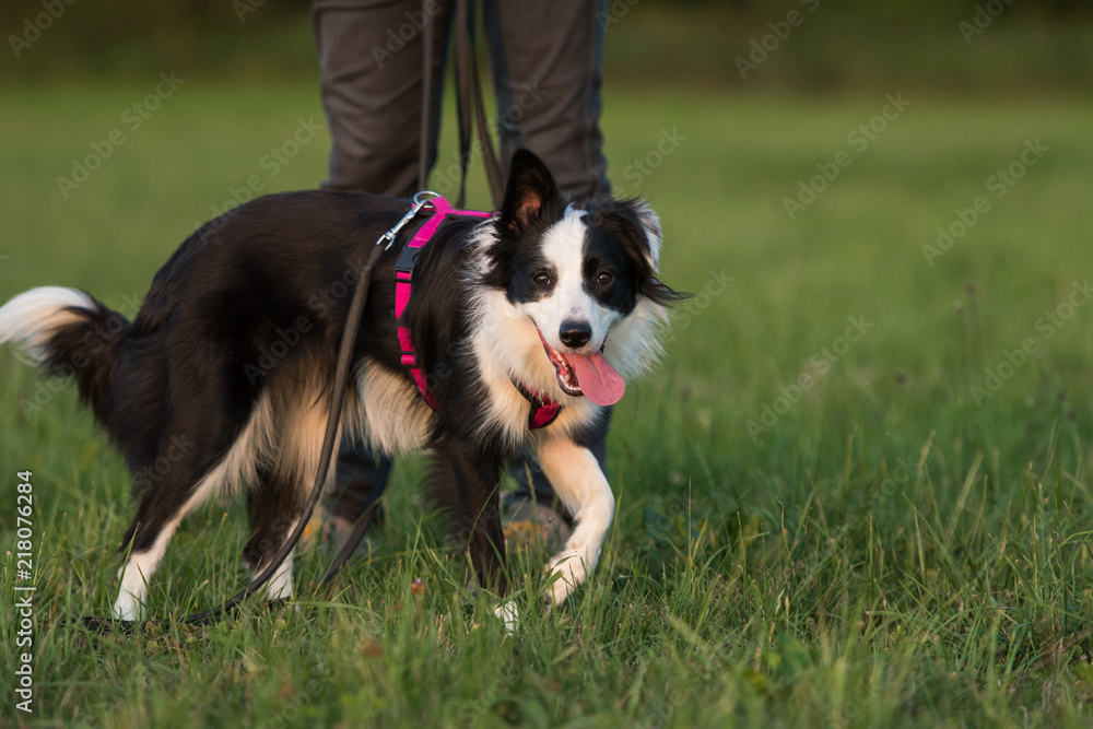 Fototapeta premium Junger Border Collie an der Schleppleine