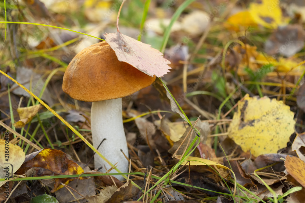 Mushroom in autumn forest. Autumn picture Mushroom in autumn forest. Autumn picture
