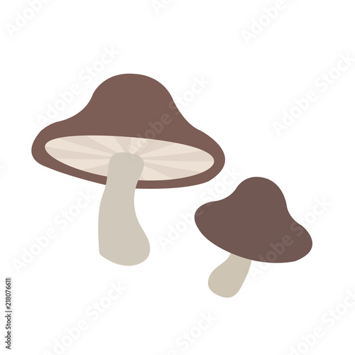Nature organic vegetable Boletus mushroom