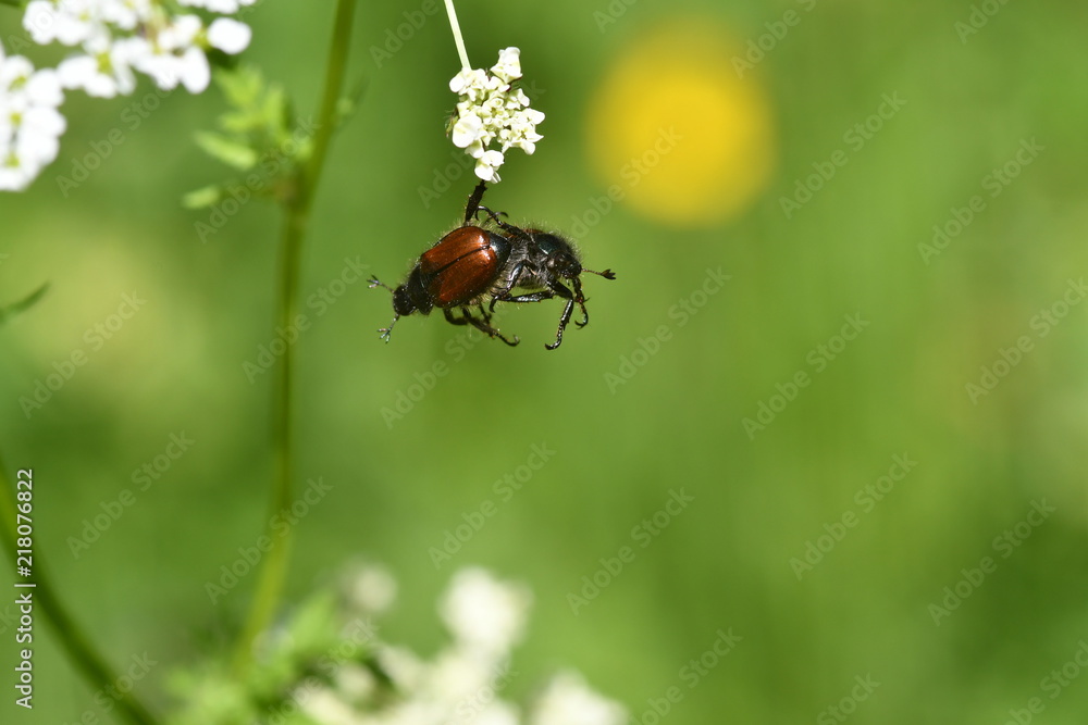 Naklejka premium INSECTO