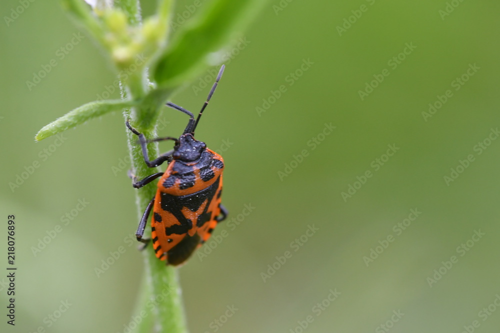 INSECTO INSECTO
