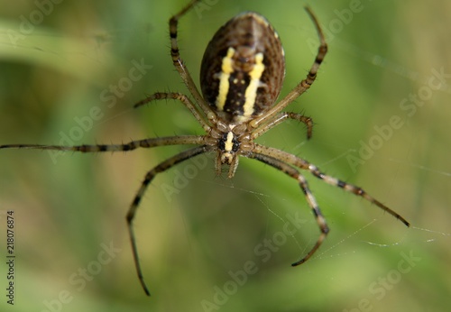 spider on the spiderweb, Poland