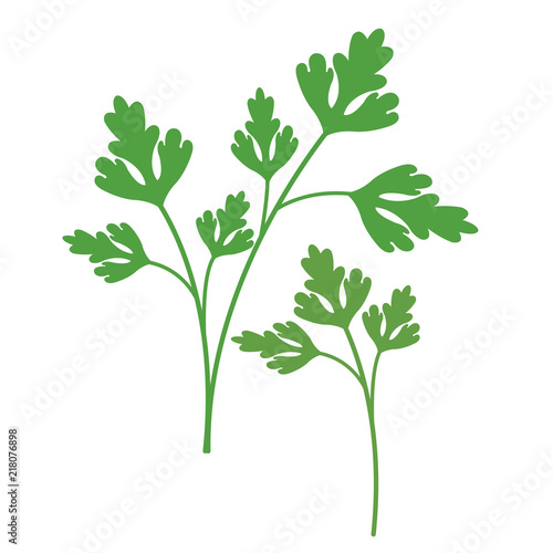 Nature organic vegetable Parsley