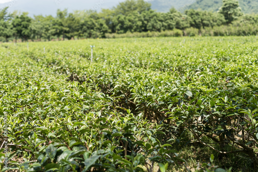 farm of tea tree farm of tea tree