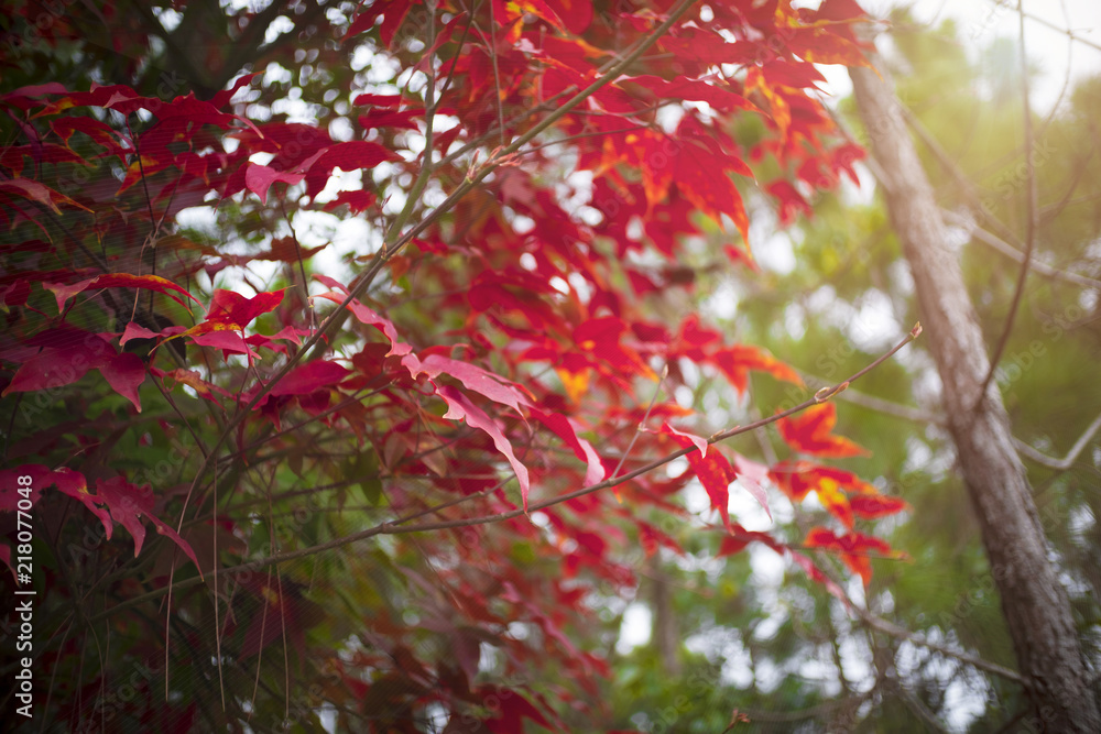 Beautiful red maple leaves. At Phu kradueng Loei Thailand. subject is blurred and soft focus. Beautiful red maple leaves. At Phu kradueng Loei Thailand. subject is blurred and soft focus.