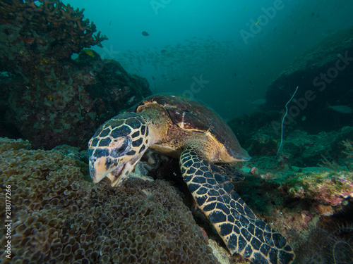 Hawksbill turtle eating bubble coral on a coral reef