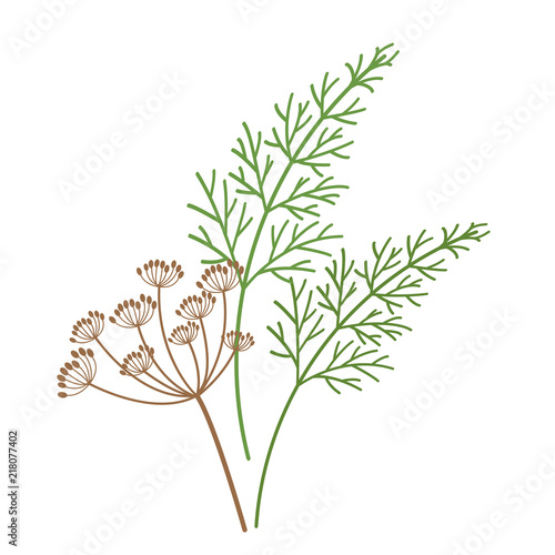 Nature organic vegetable Dill flower Fennel spice