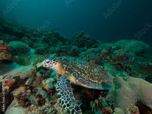 Hawksbill turtle  on a coral reef © Magnus
