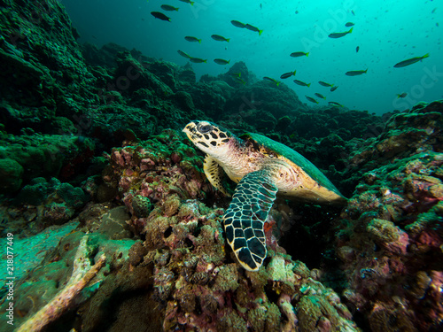 Hawksbill turtle on a coral reef with a diver silhuette behind