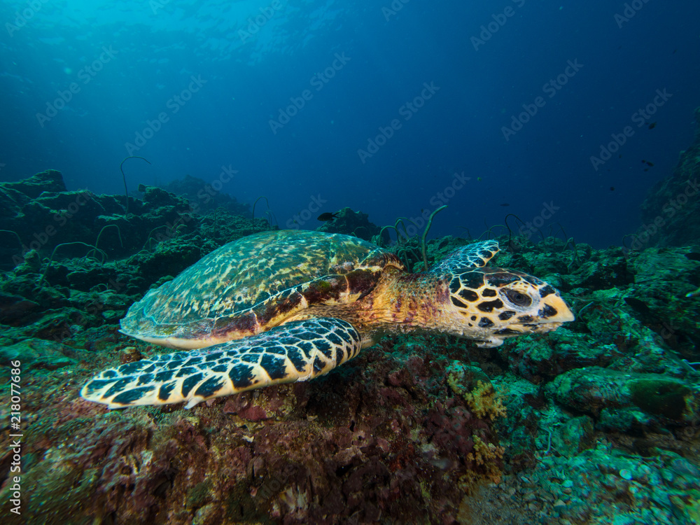 Fototapeta premium OLYMPUS DIGITAL CAMERA