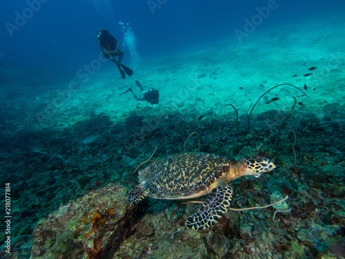 Hawksbill turtle on a coral reef with divers watching in the background