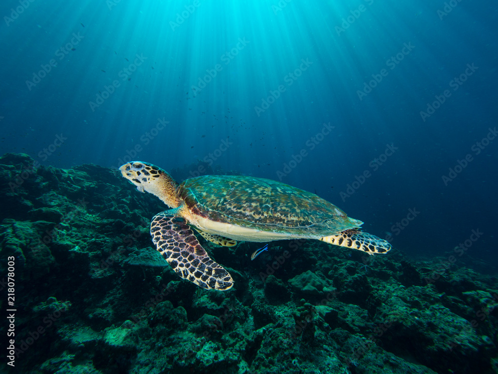 Hawksbill turtle on a coral reef with sun rays beaming down in the background Hawksbill turtle on a coral reef with sun rays beaming down in the background