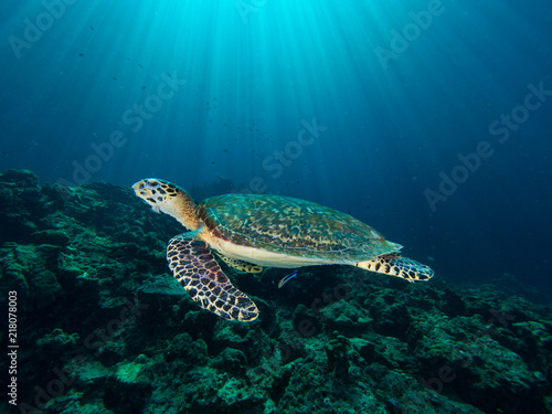 Hawksbill turtle on a coral reef with sun rays beaming down in the background