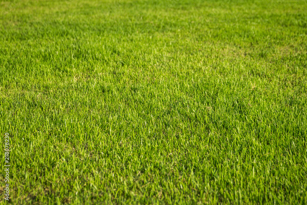 natural background of green grass with selective focus