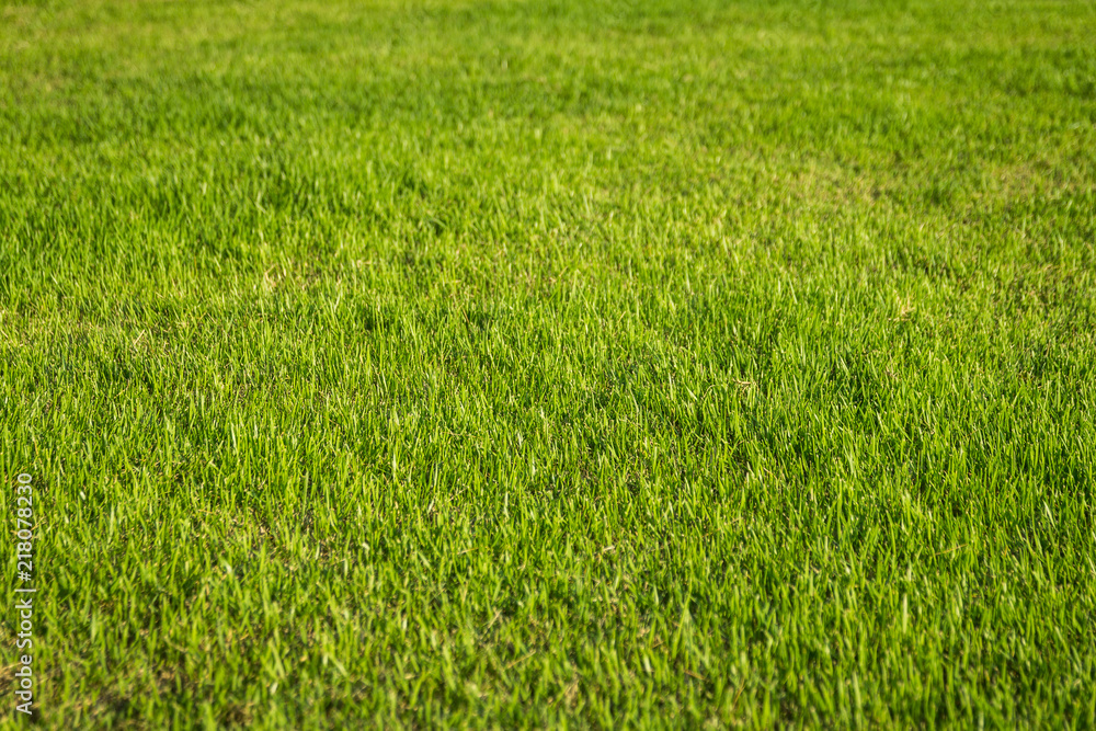 natural background of green grass with selective focus natural background of green grass with selective focus