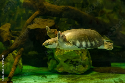 A pig-nosed turtle is swimming in the aquarium