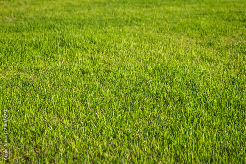 natural background of green grass with selective focus