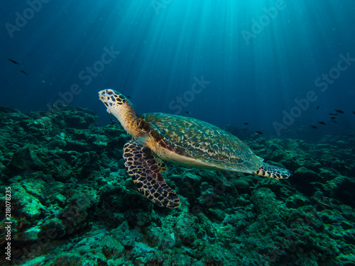 Fototapeta Naklejka Na Ścianę i Meble -  Hawksbill turtle on a coral reef with sun rays beaming down in the background