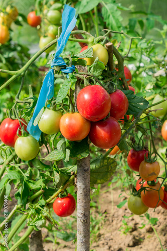 fresh tomatoes in the garden in a sunny day. organic tomatoes in greenhouse. Vegetable Growing concept
