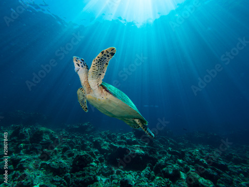 Hawksbill turtle on a coral reef with sun rays beaming down in the background © Magnus