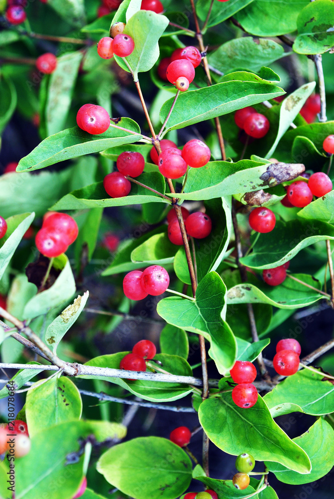 Branch of wild honeysuckle with ripe berries, soft bokeh background Branch of wild honeysuckle with ripe berries, soft bokeh background