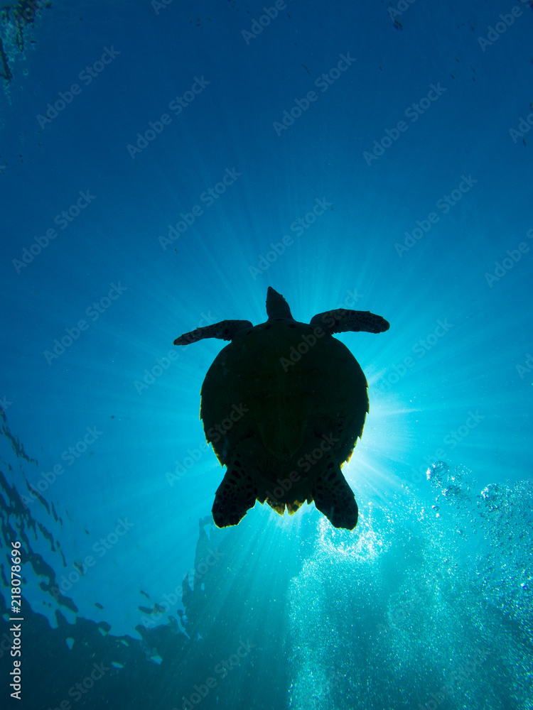 Obraz premium silhouette of a hawksbill turtle against the sun