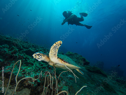 hawksbill turtle on a coral reefwith a diver behind