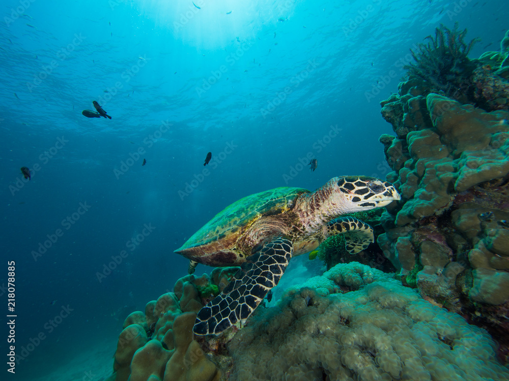 Fototapeta premium Hawksbill turtle on a coral reef