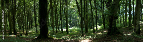 Panorama di un bosco verde