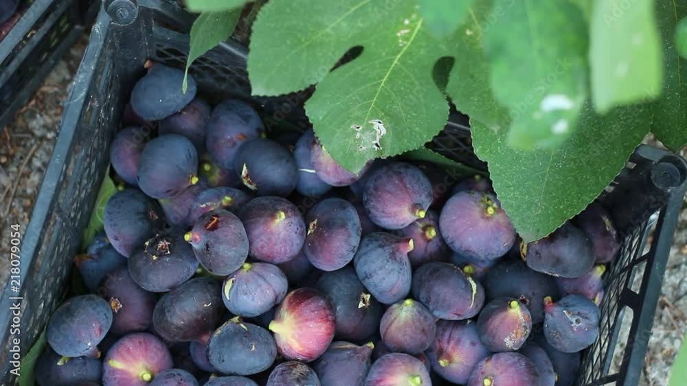 Growing and Harvesting Figs. Early Morning Fig picking สต็อกวิดีโอ ...