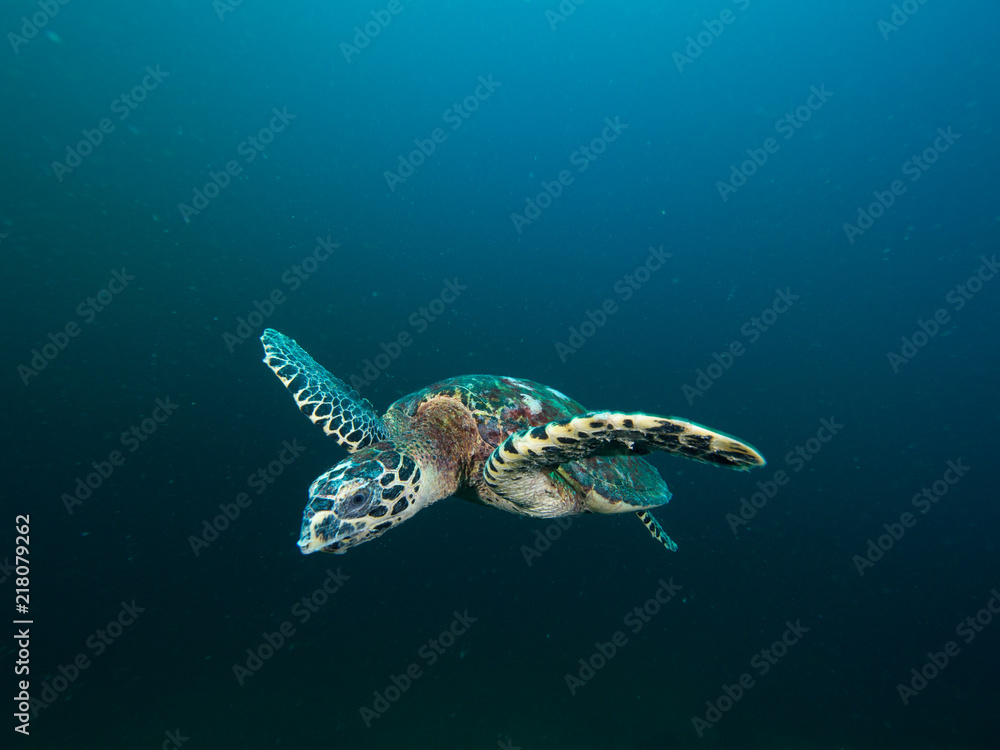 Hawksbill turtles swimming Hawksbill turtles swimming