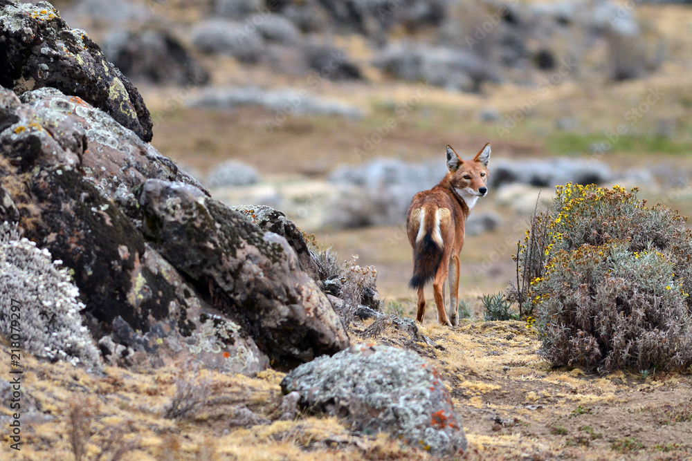 Naklejka premium loup d'Abyssinie