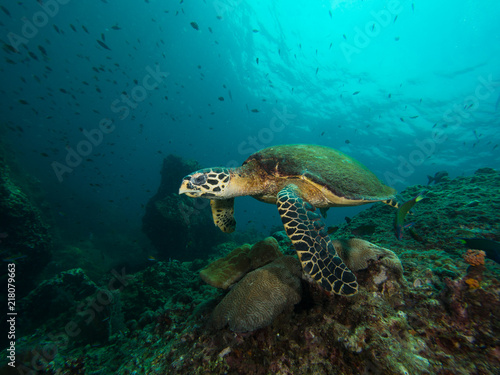 Hawksbill turtle swimming over a coral reef